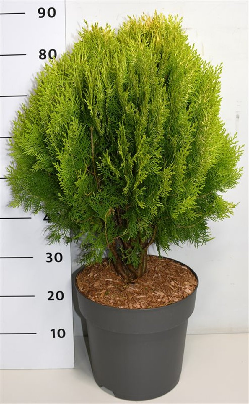Thuja – Thuja occidentalis 'Aurea Nana' - C12 50-60 cm.