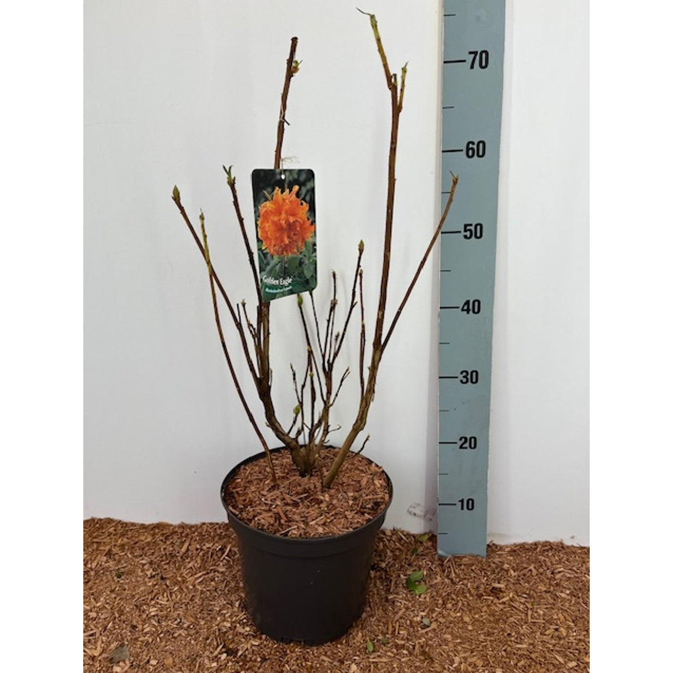 Rhododendron – Rhododendron (AK); 'Golden Eagle' - C5 30-40 CM