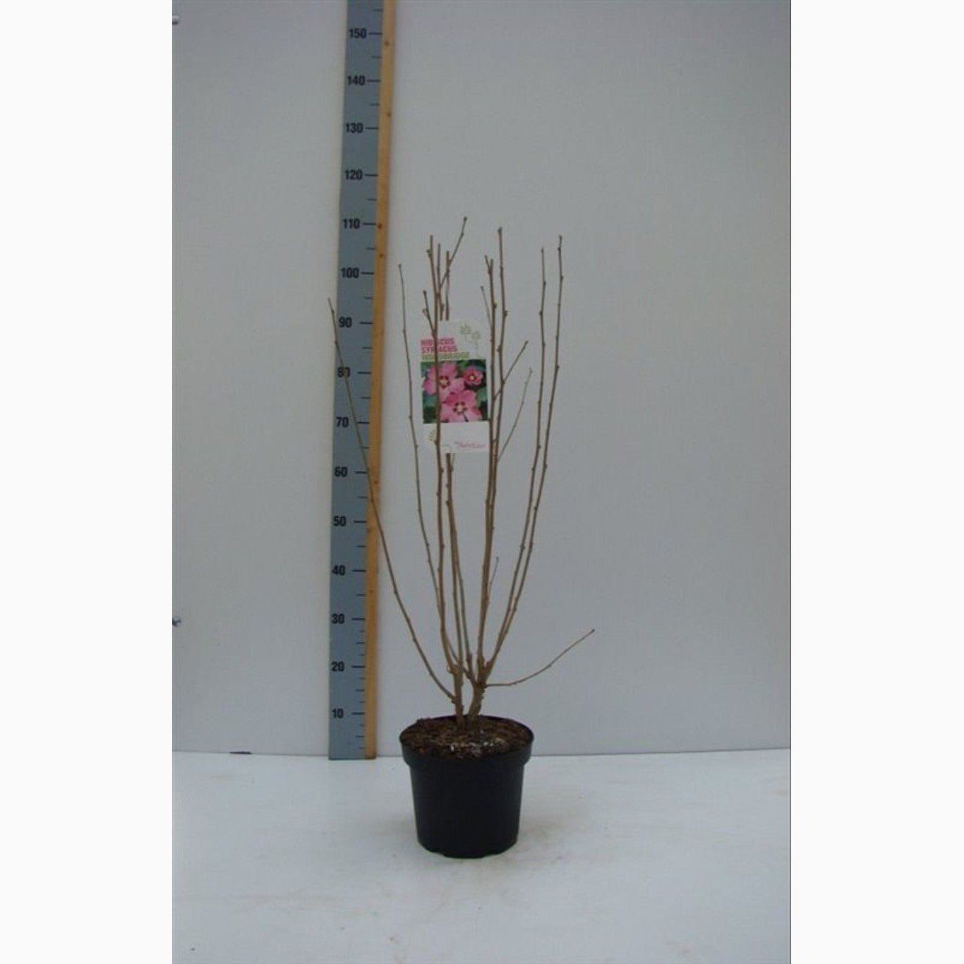 Hibiskus – Hibiscus syriacus 'Woodbridge' - C4,6 50-60 CM