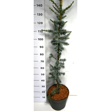 Libanonceder – Cedrus libani 'Glauca' - C12 100-125 cm.