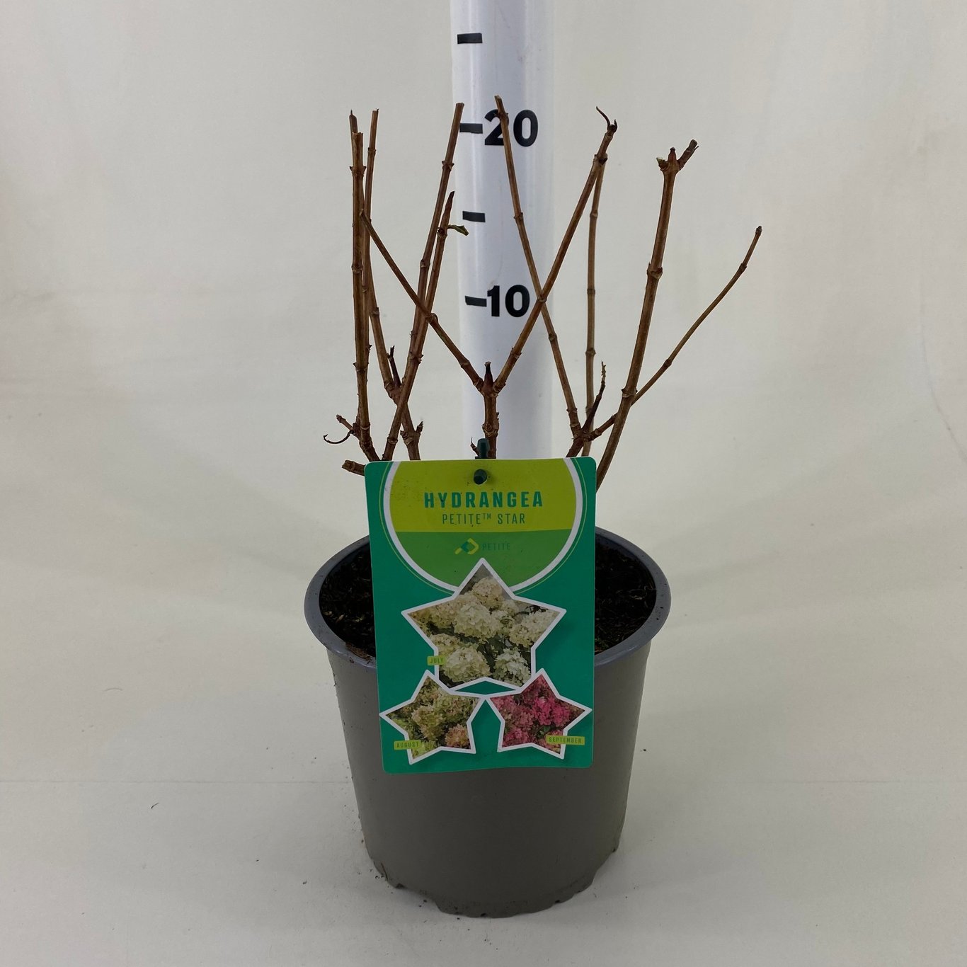 Syrenhortensia – Hydrangea paniculata 'Petite Star' - C3 20-30 CM