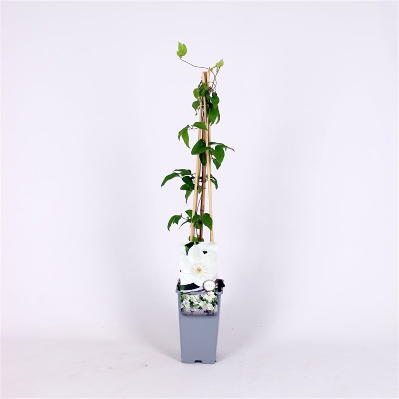 Klematis – Clematis 'Mrs George Jackman' - C2 70/+ CM