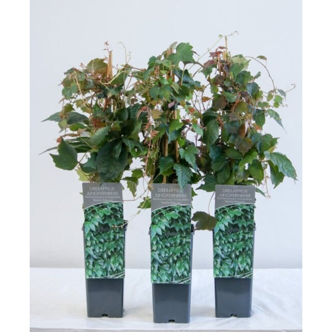 Klättervildvin – Parthenocissus tricuspidata 'Veitch.Robusta' - C2 50-60 CM 3 Stick