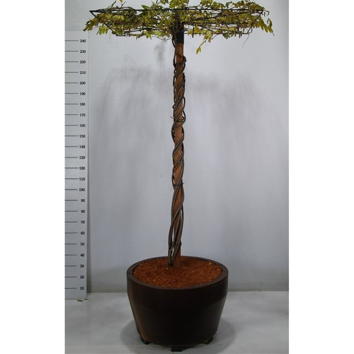 Japansk blåregn – Wisteria brachybotrys 'Yokohama fuji' - C160 200cm. Hoogstam Dakvorm