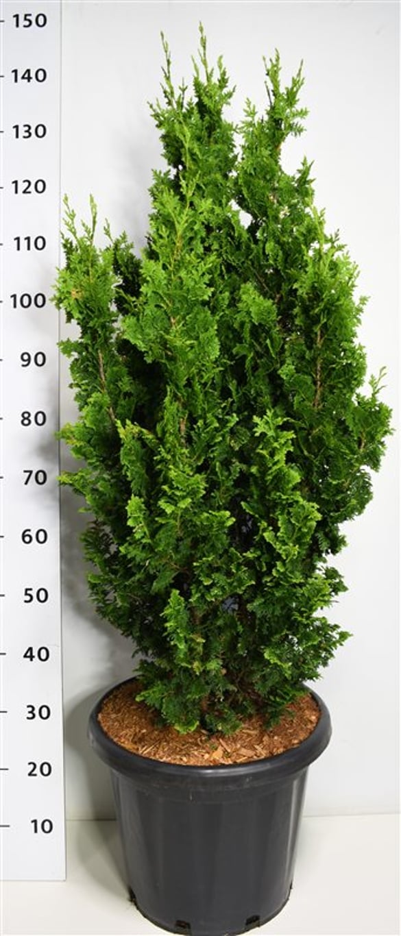 Thuja – Thuja occidentalis 'Zmatlik' - C25 100-125 cm.