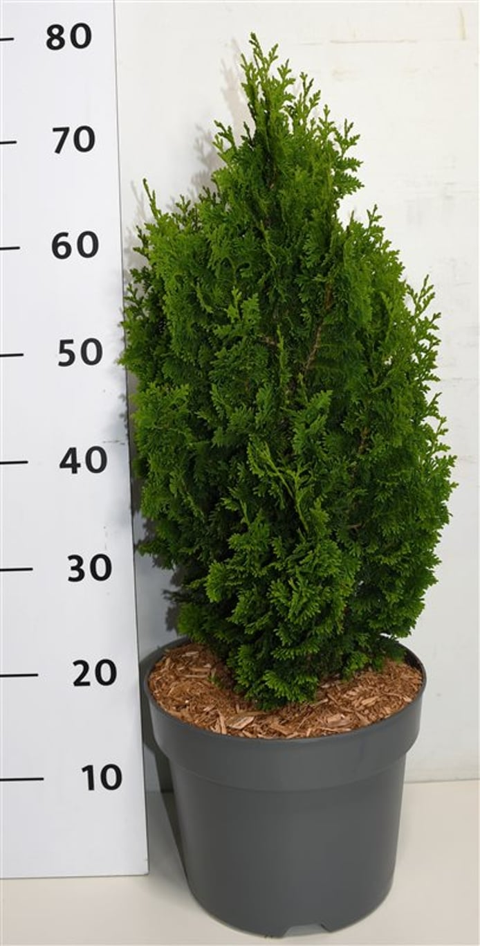 Thuja – Thuja occidentalis 'Zmatlik' - C7.5 50-60 cm.