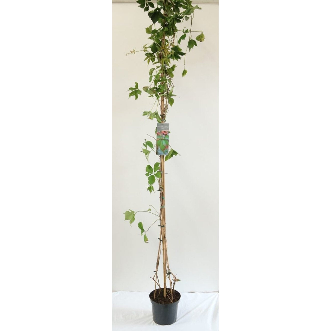 Klättervildvin – Parthenocissus inserta - C7.5 225-275 CM Stock