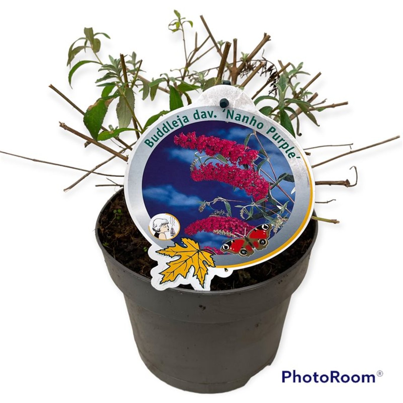 Sommarlilja – Buddleja d. 'Nanho Purple' - C3