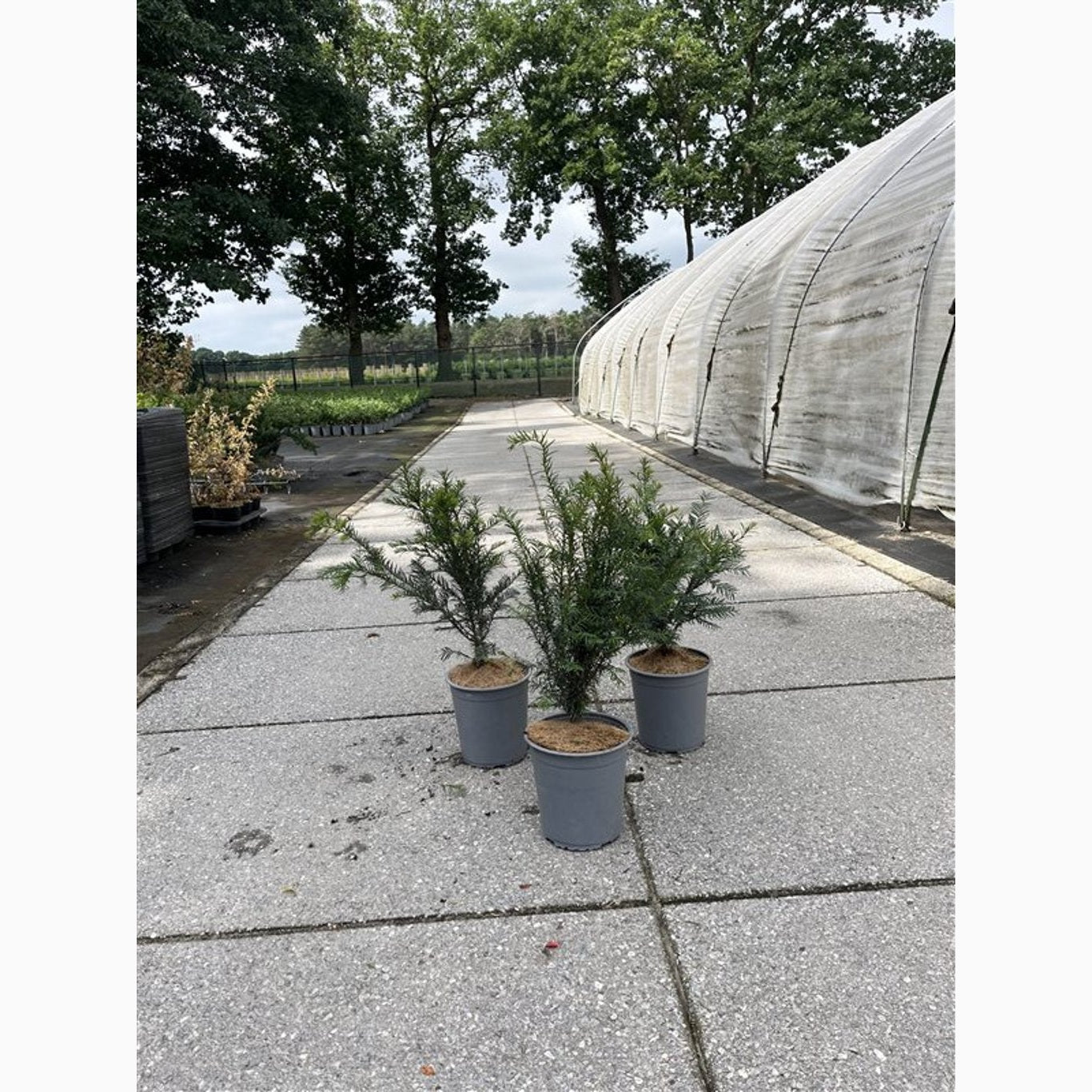 Idegran – Taxus baccata - C3.5 40-60 CM