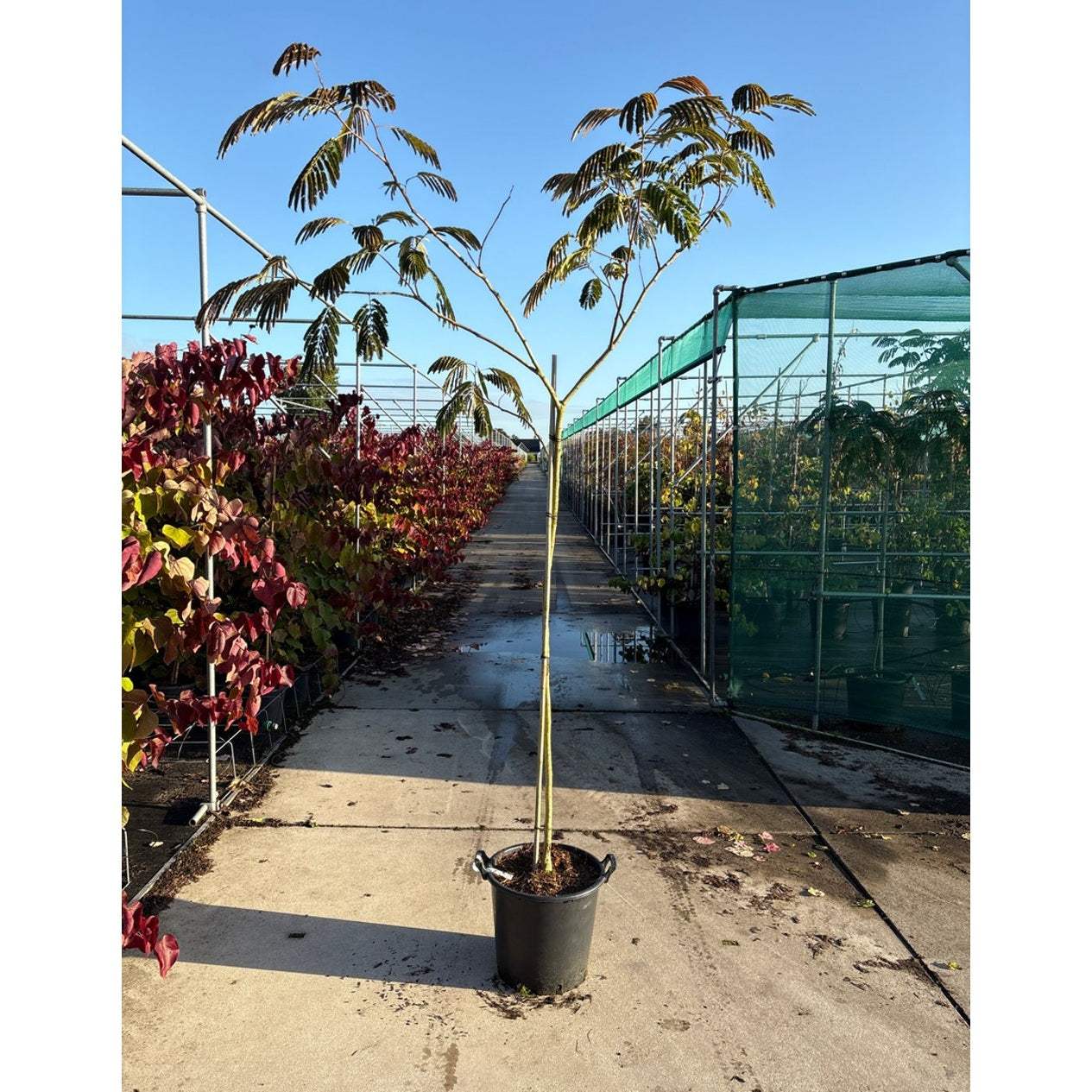 Silkesträd – Albizia julibr. 'Evey's Pride' - 120 CM Stem Cont.