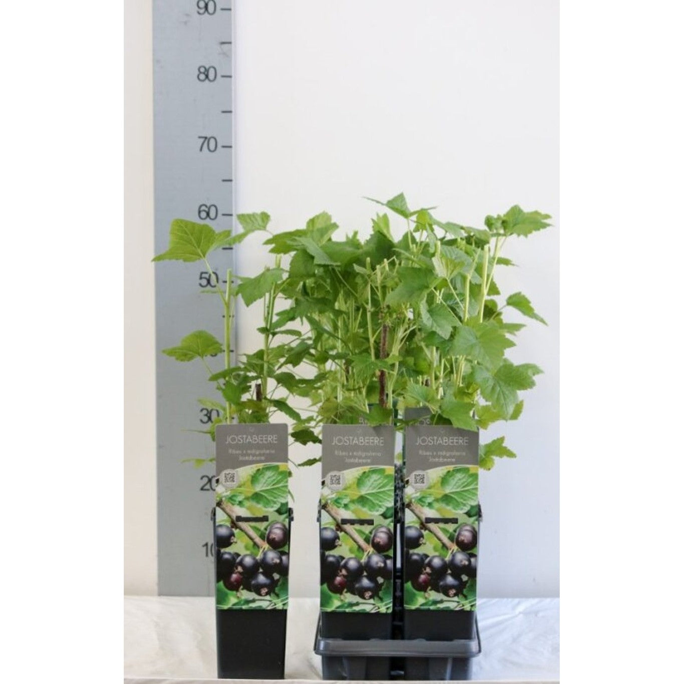 Jostabär – Ribes Jostaberry - C2 30-40 CM