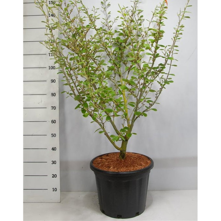 Trollhassel – Hamamelis intermedia &