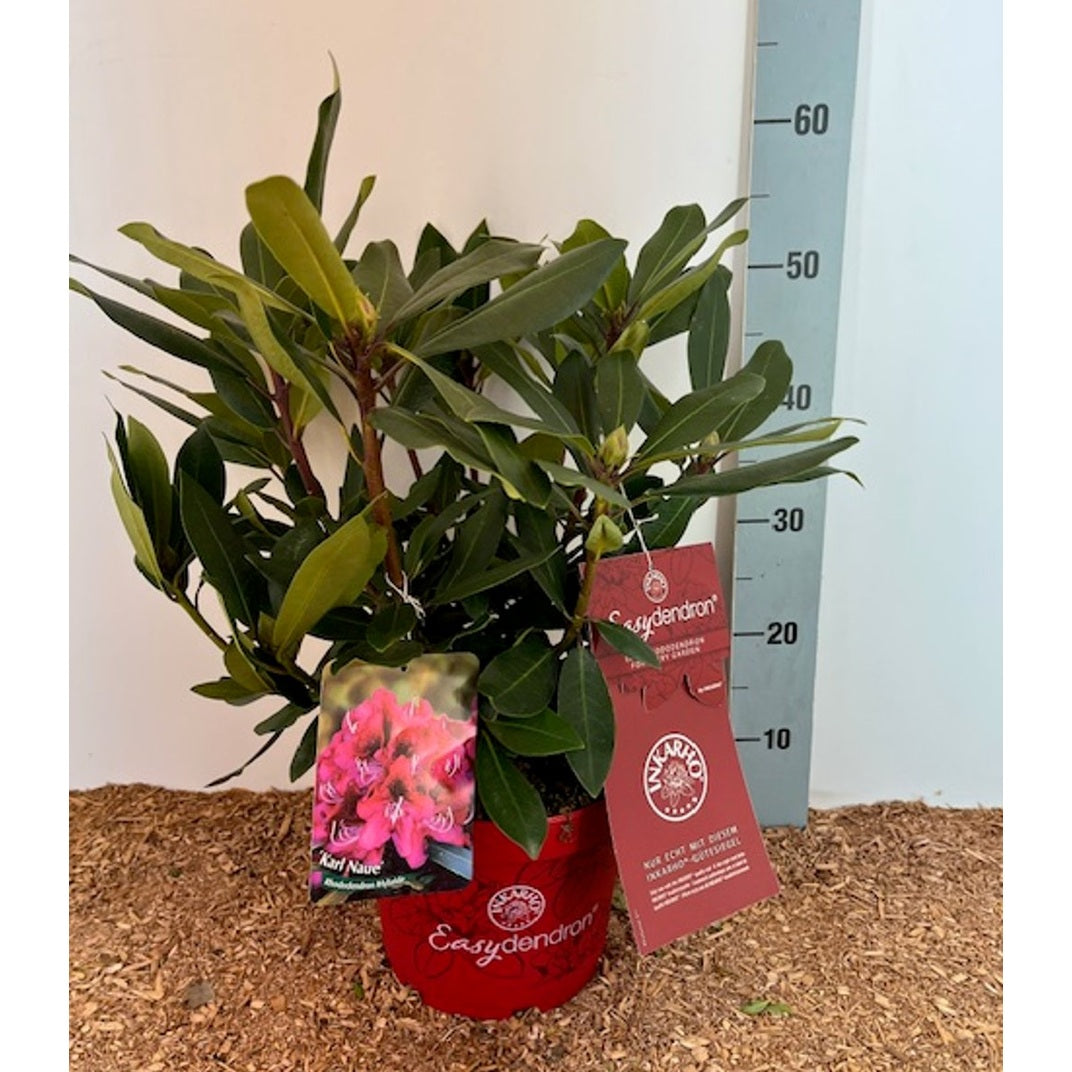 Rhododendron – Rhododendron 'Karl Naue' - C5 30-40 CM