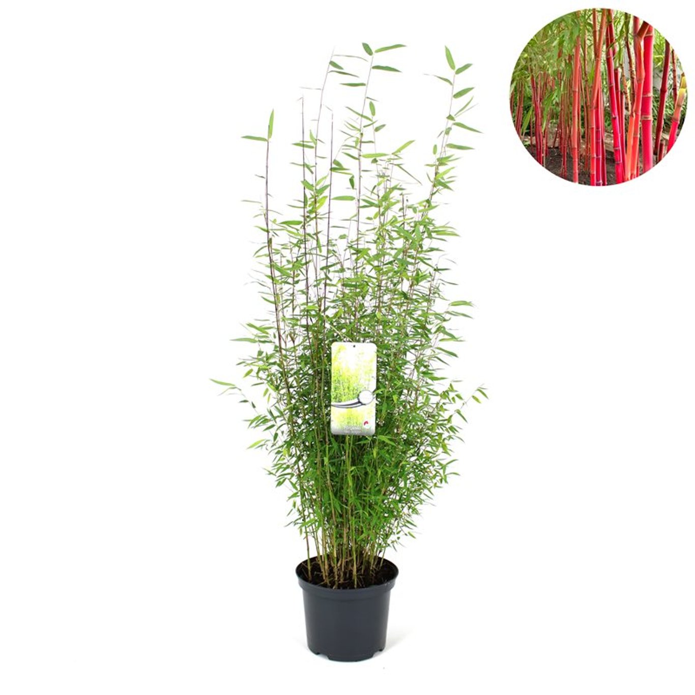 Fjäderbambu – Fargesia 'Red Dragon' - C5 80-100 CM