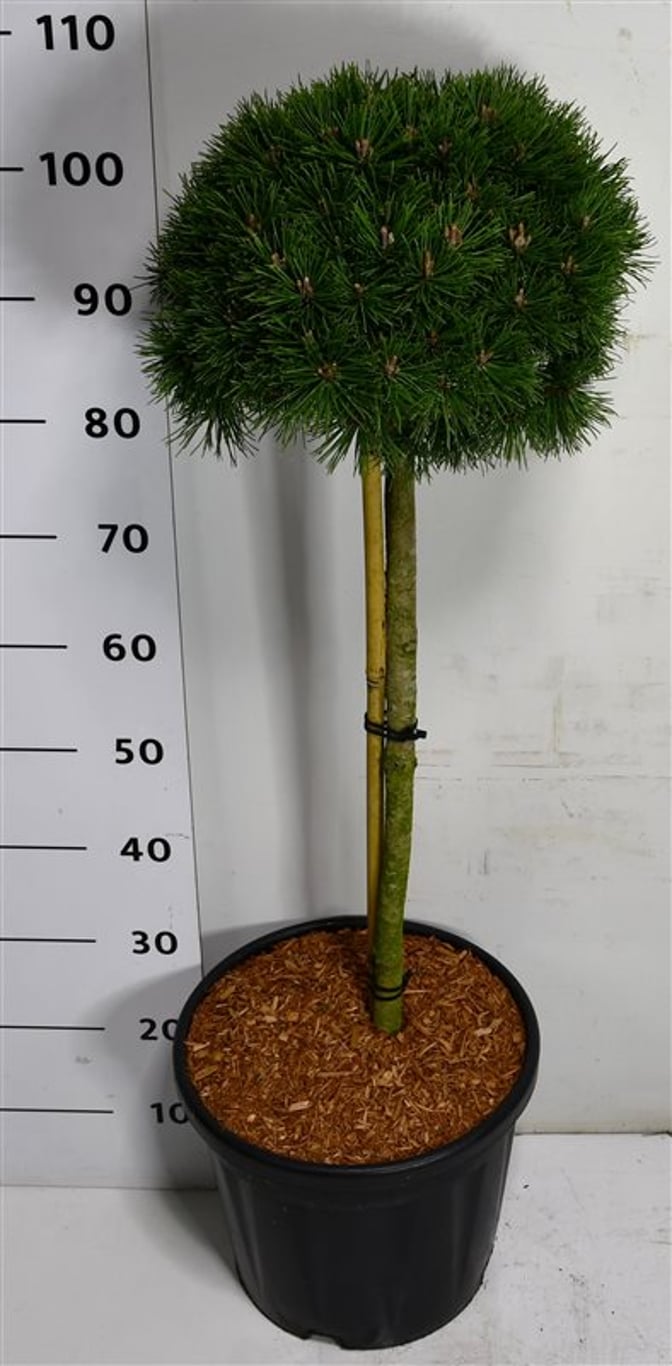 Bergtall – Pinus mugo &