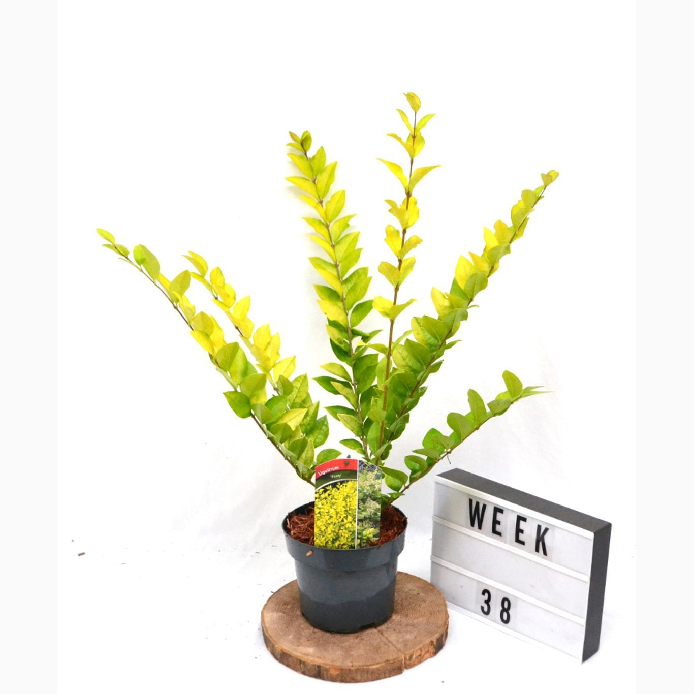 Liguster – Ligustrum 'Vicaryi' - C3 20-40 CM