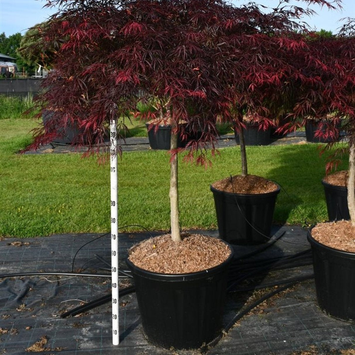 Japansk lönn – Acer palmatum 'Inaba-shidare' - C130 90-100 cm. Stam