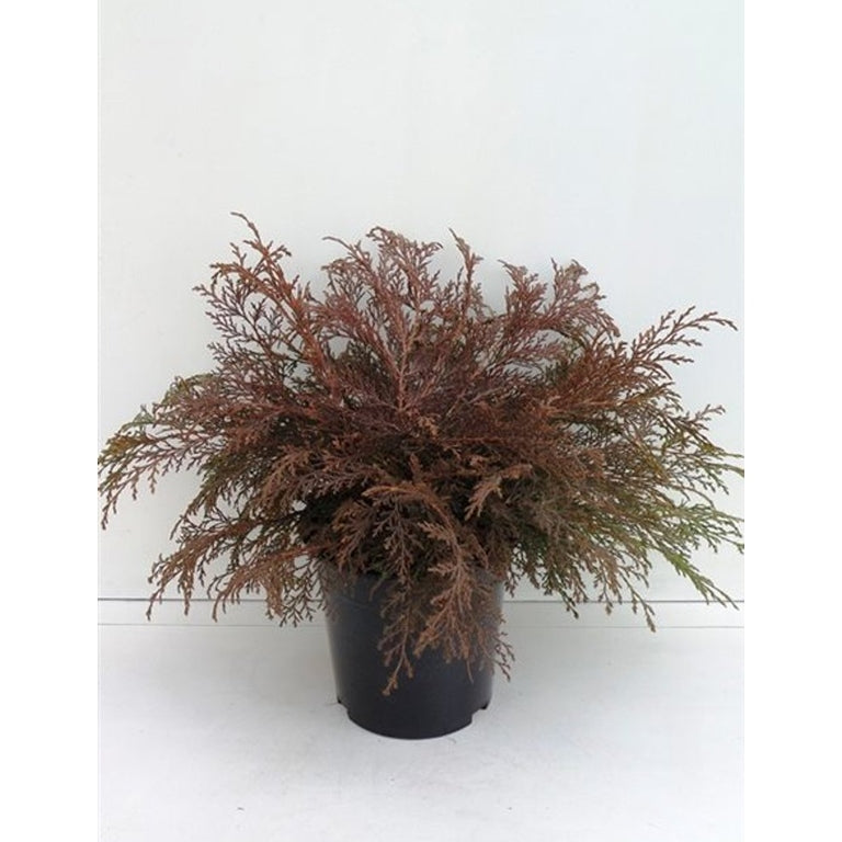 Mikrobiota – Microbiota decussata - C3 30-40 CM