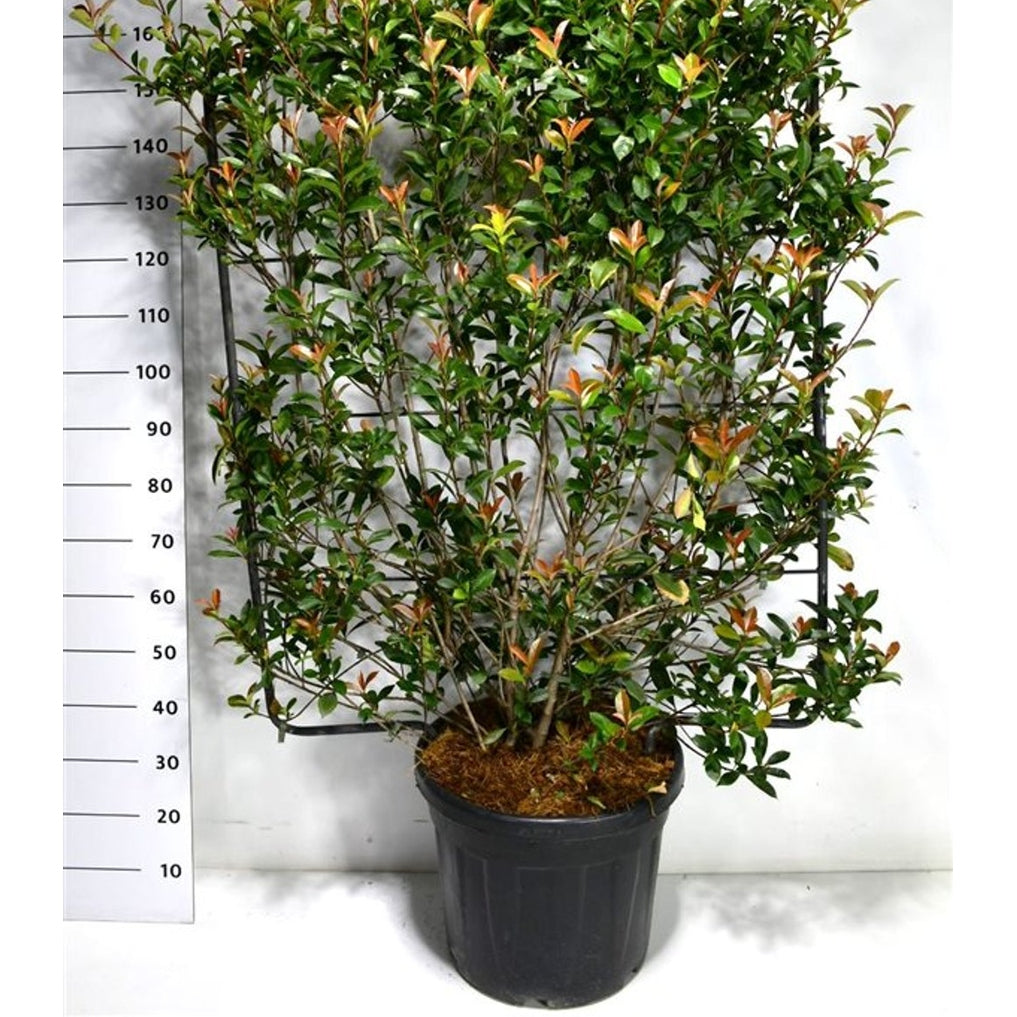 Glansmispel – Photinia fraseri &