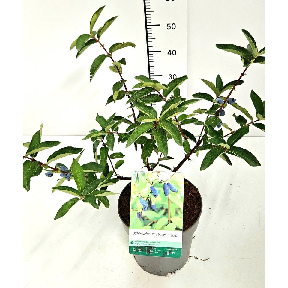 Blåbärstry – Lonicera kamtschatica &