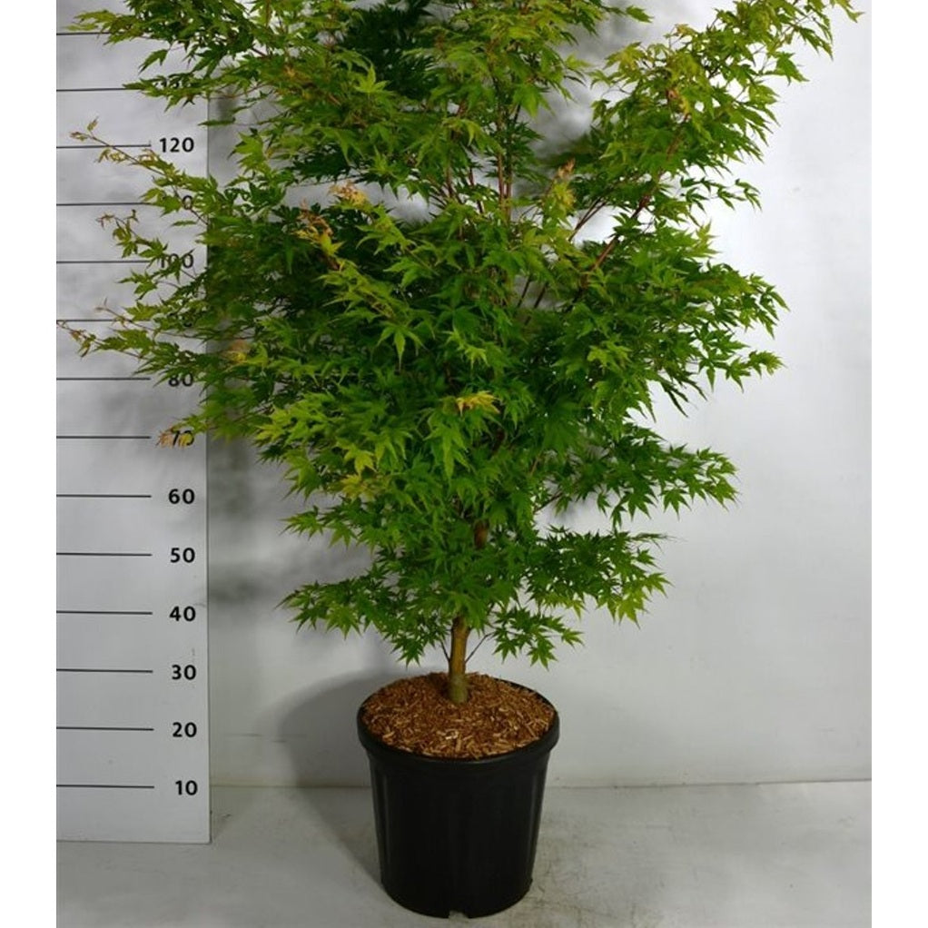 Japansk lönn – Acer palmatum 'Sangokaku' - C18 100-125 cm.