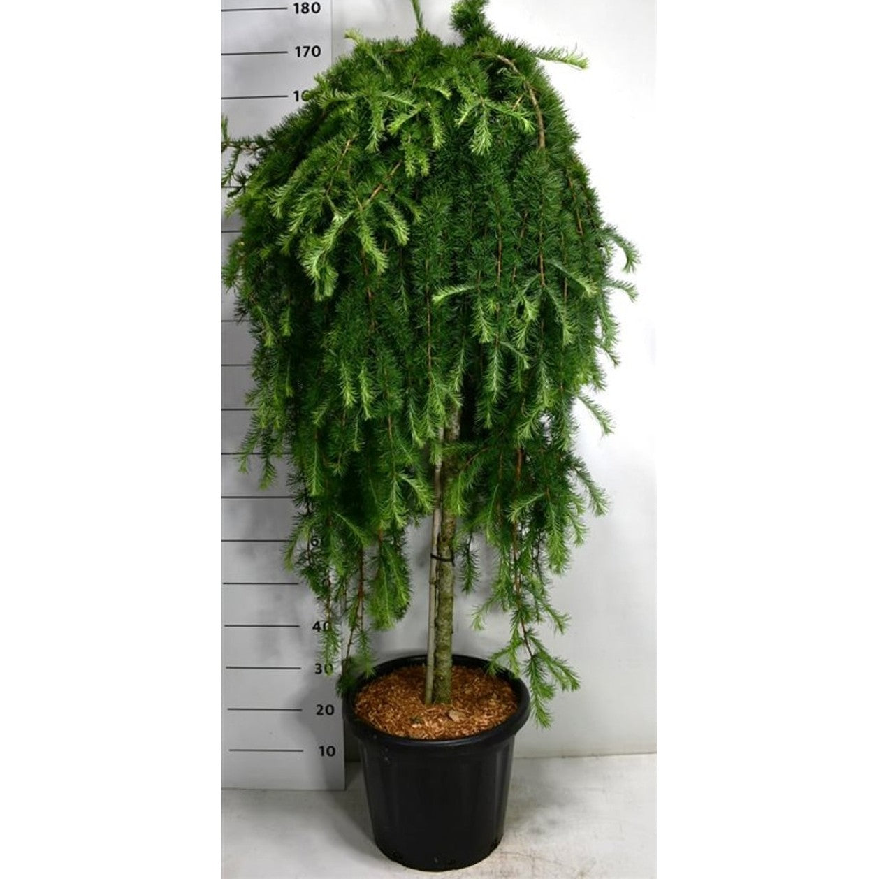 Japansk lärk – Larix kaempferi 'Stiff Weeper' - C25 120 cm. Stam