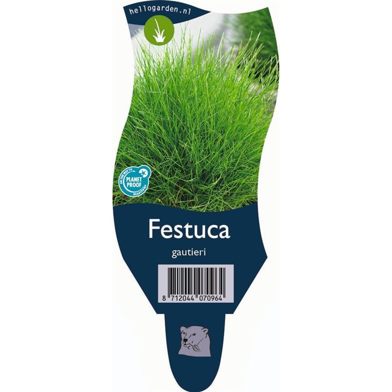 Björngräs – Festuca gautieri - P11