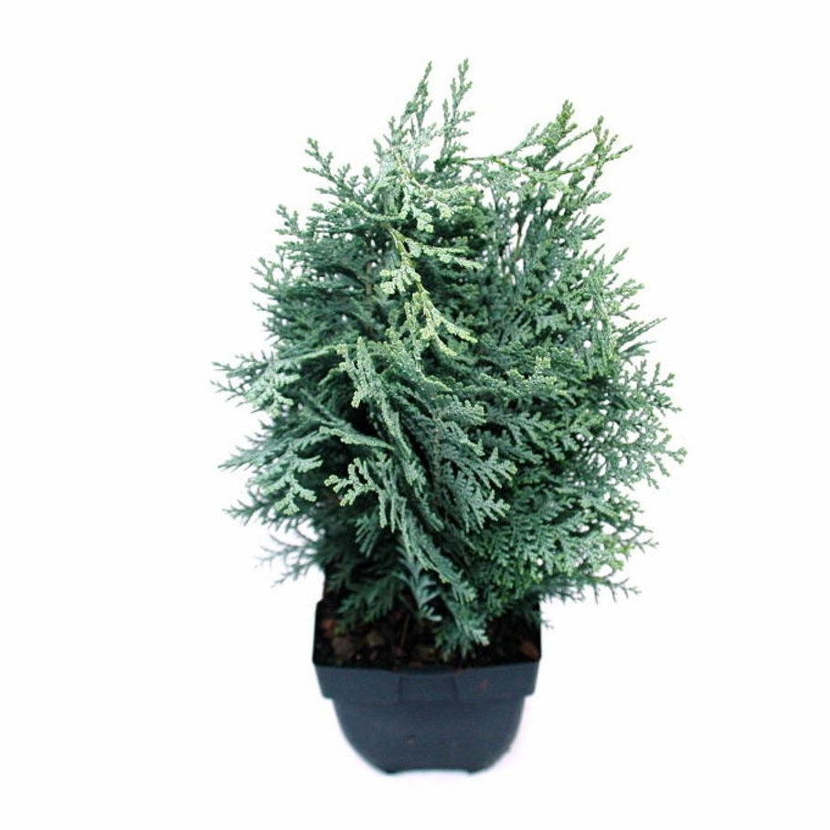Ädelcypress – Chamaecyparis lawsoniana 'Pelt's Blue' - C2