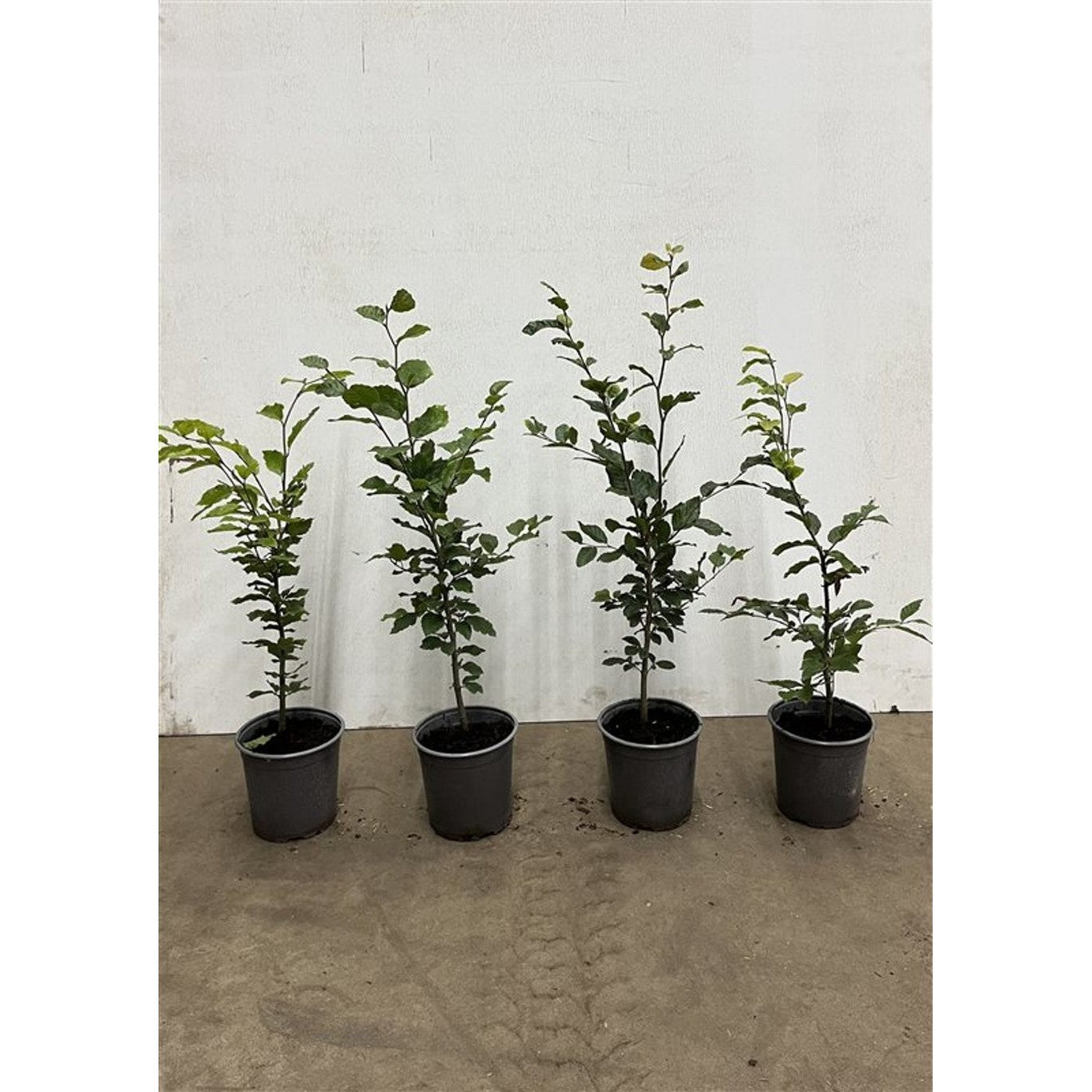 Blodbok – Fagus sylvatica - C2.5 40-60 CM