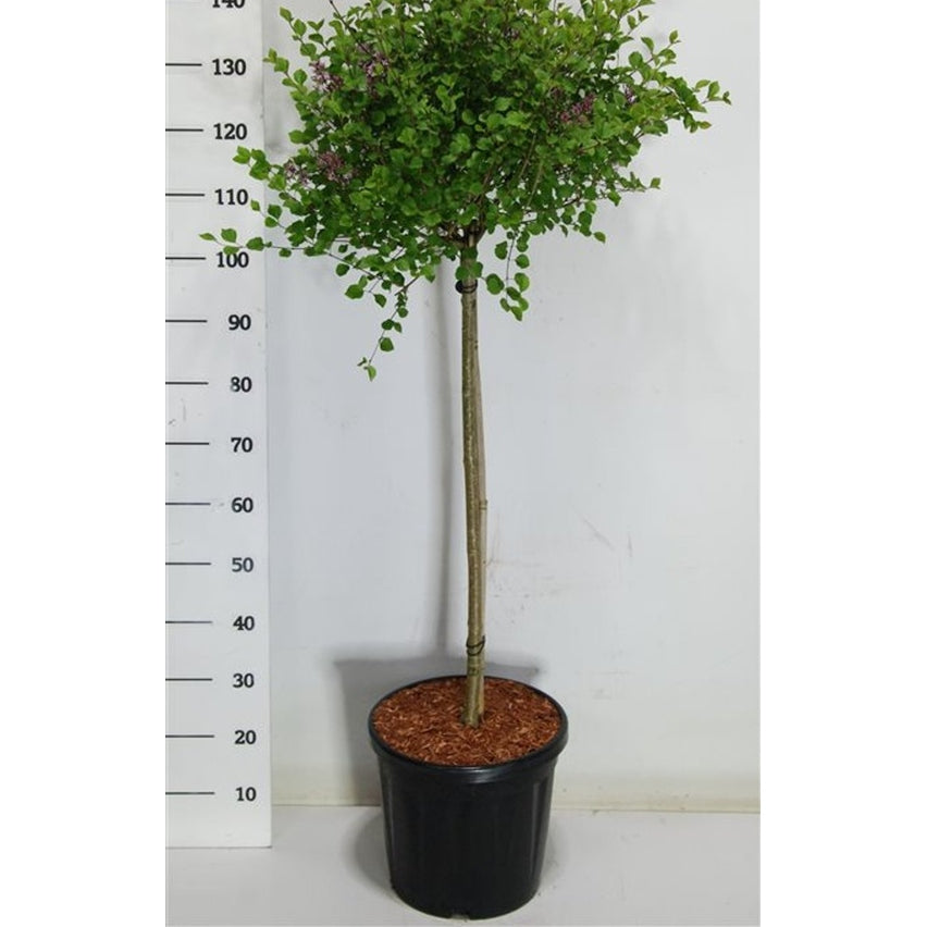 Dvärgsyren – Syringa meyeri 'Palibin' - C18 80 cm. Stam