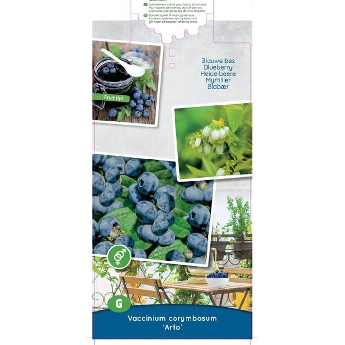 Trädgårdsblåbär – Vaccinium corymbosum &