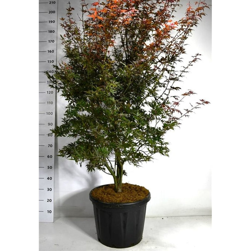 Japansk lönn – Acer palmatum 'Skeeter's Broom' - C45 200-250 cm.