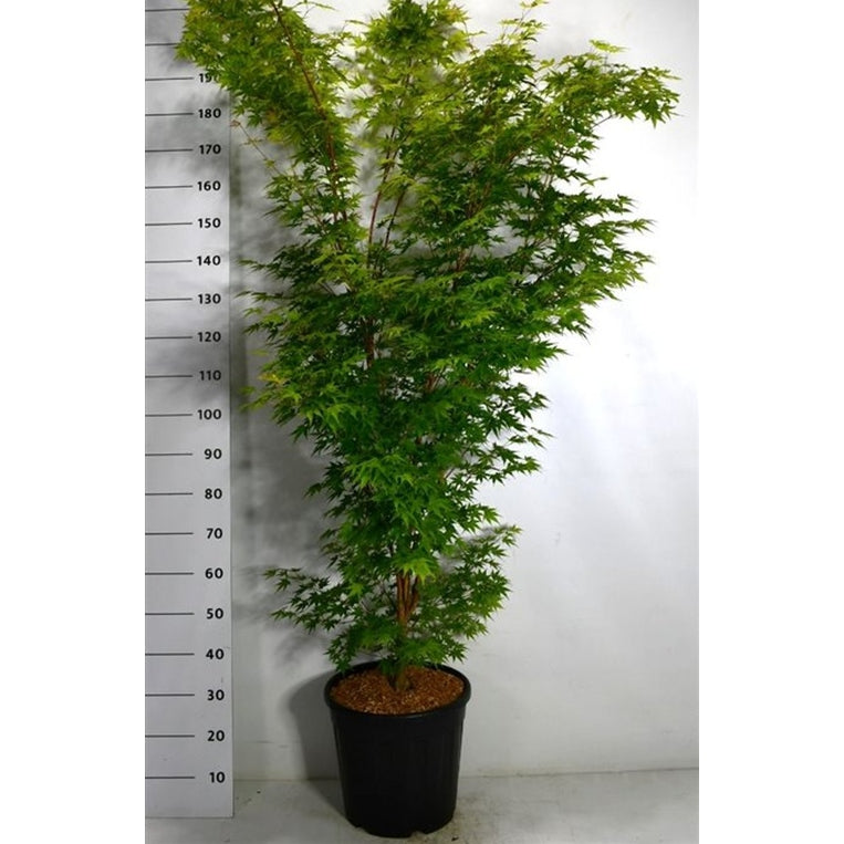 Japansk lönn – Acer palmatum 'Sangokaku' - C25 150-175 cm.