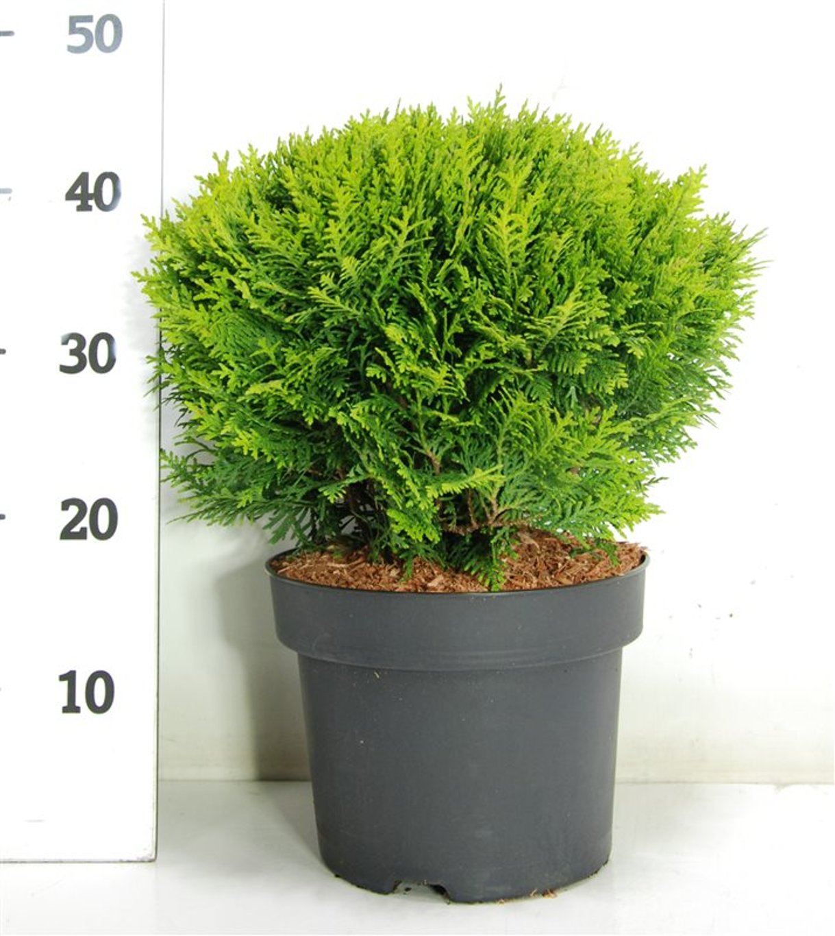 Thuja – Thuja occidentalis 'Danica' - C5 30-40 cm.