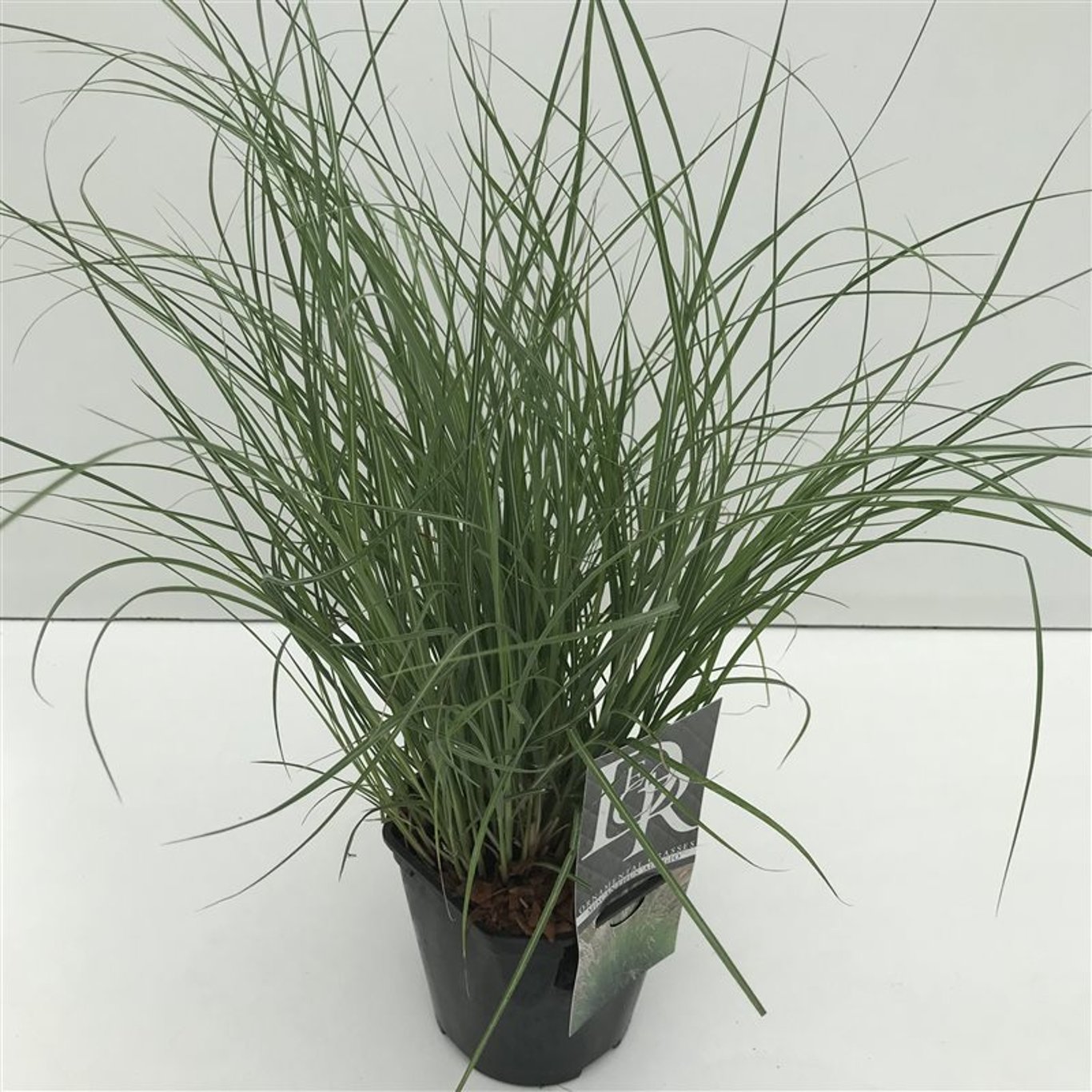 Glansmiskantus – Miscanthus sinensis 'Adagio' - C2
