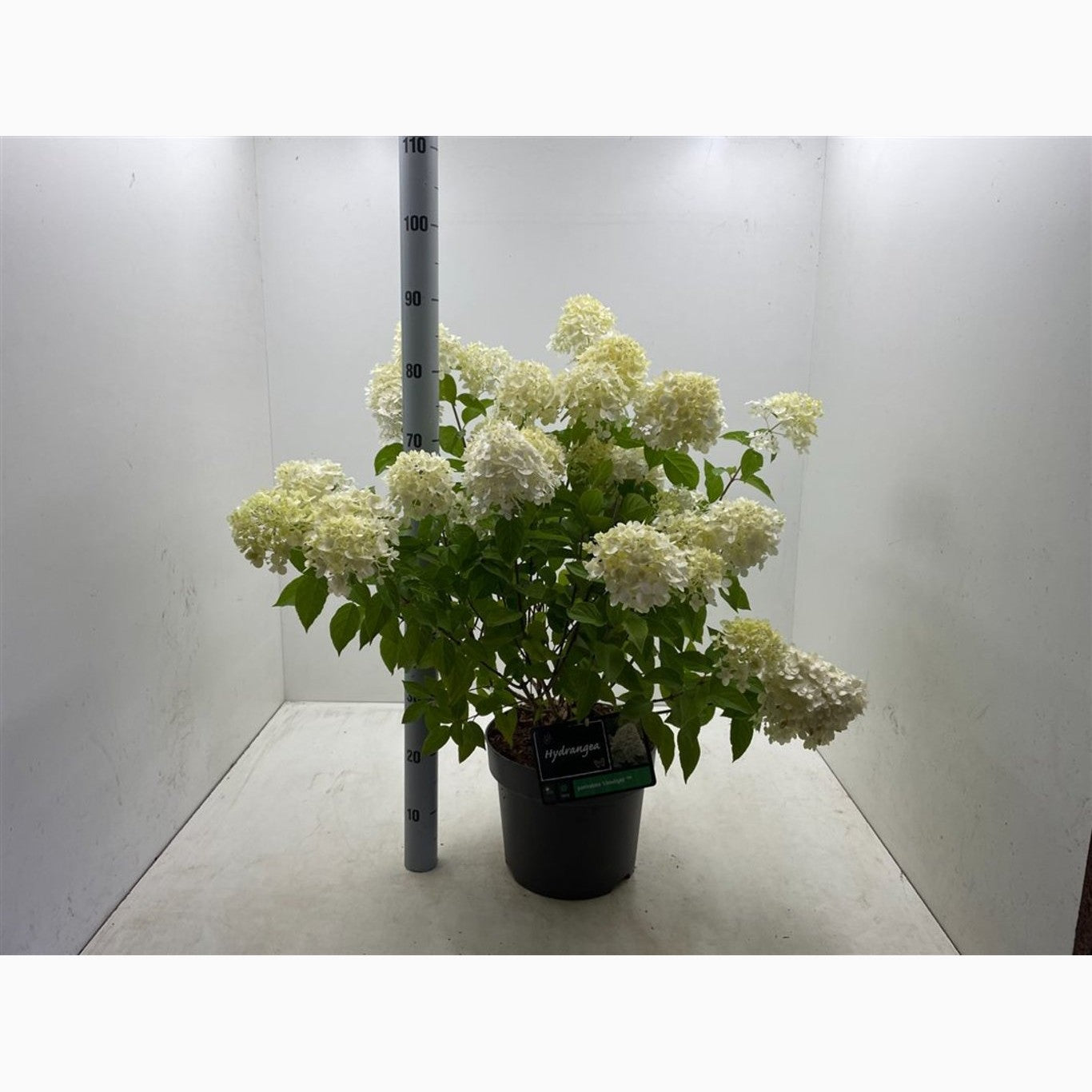 Syrenhortensia – Hydrangea paniculata 'Limelight' - C10