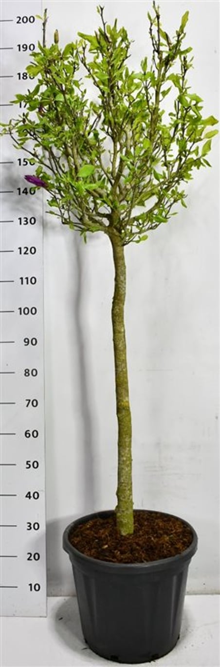 Magnolia – Magnolia &