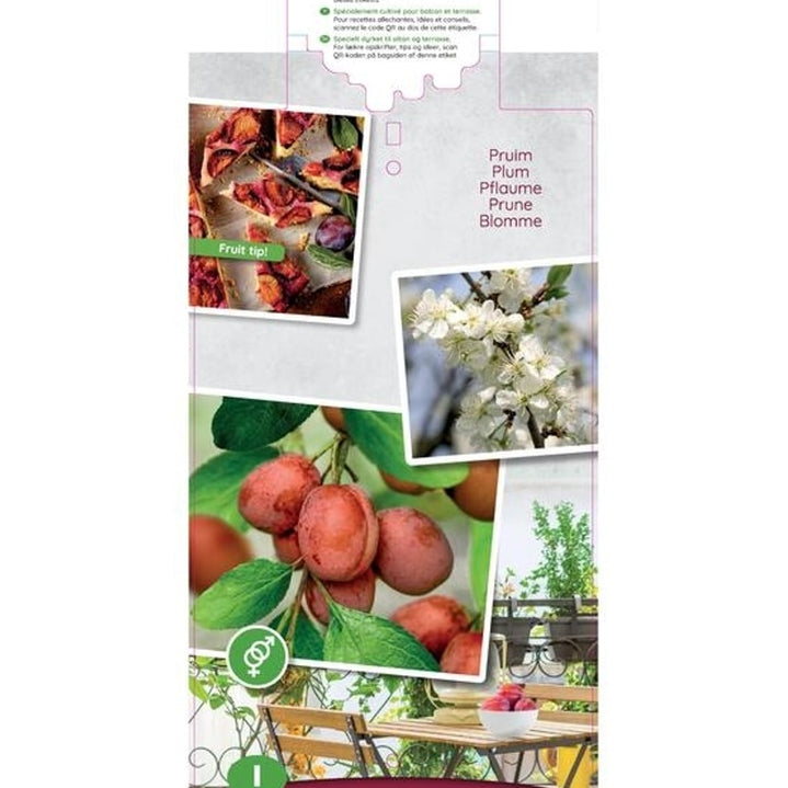 Plommon – Prunus domestica &