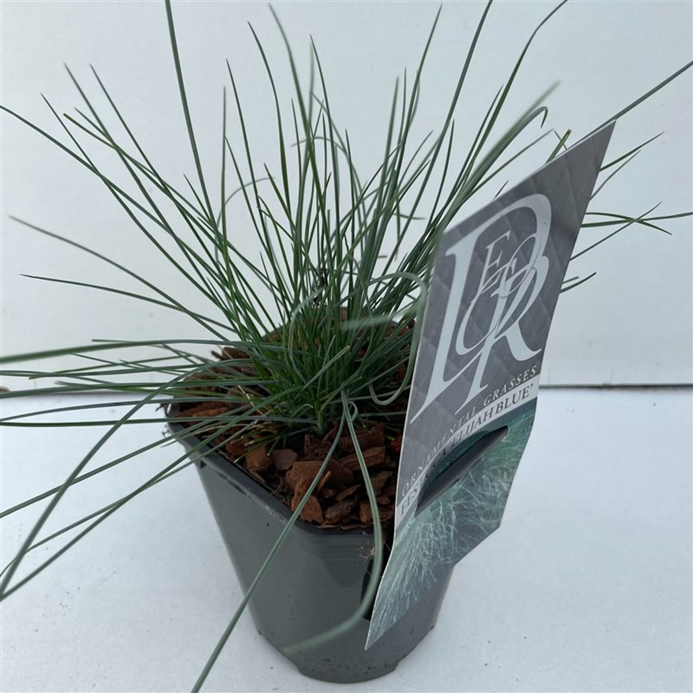 Blåsvingel – Festuca glauca &