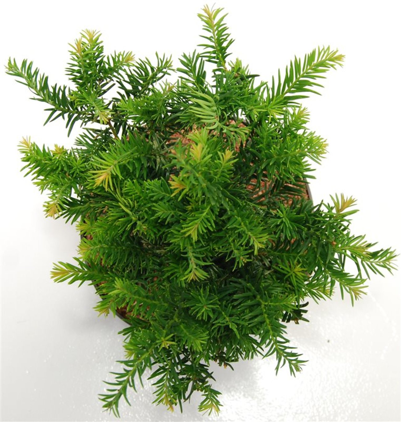 Idegran – Taxus baccata 'Repandens' - C5 25-30 cm.