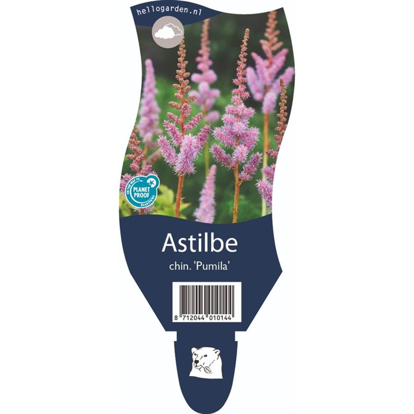 Astilbe – Astilbe c. 'Pumila' - P11