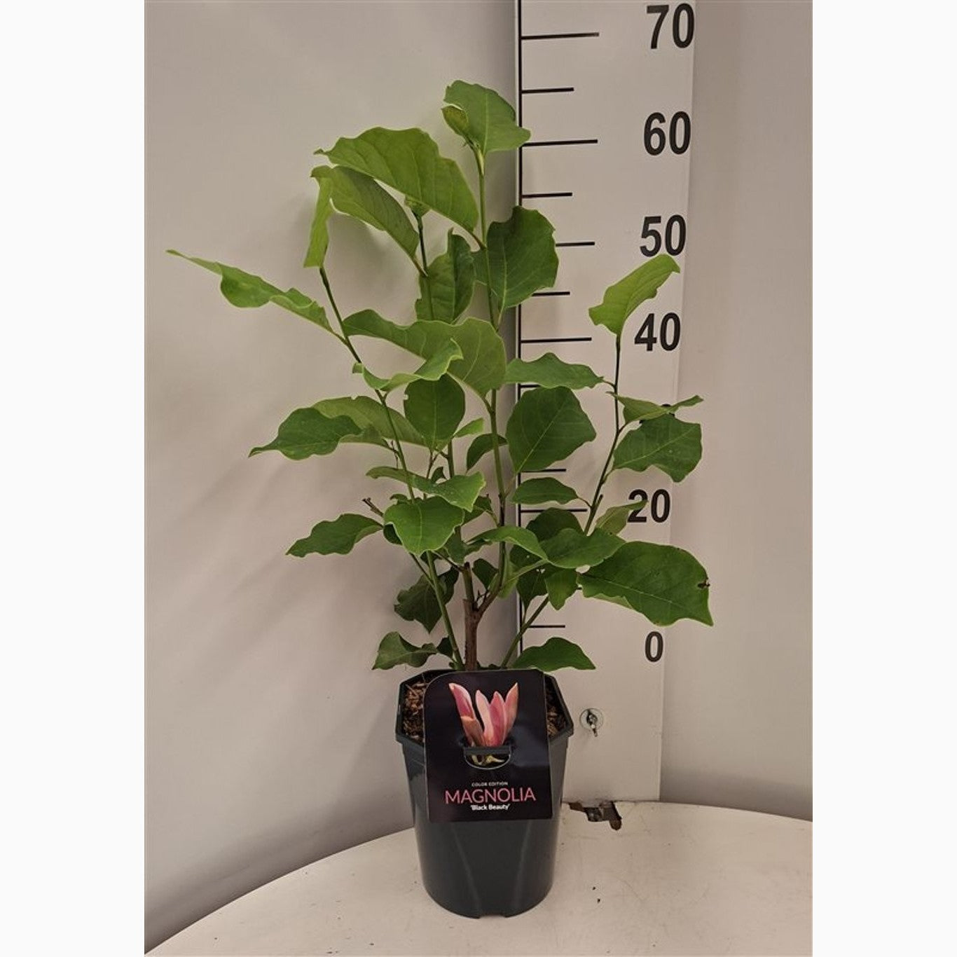 Magnolia – Magnolia 'Black Beauty' - C5 50-60 CM