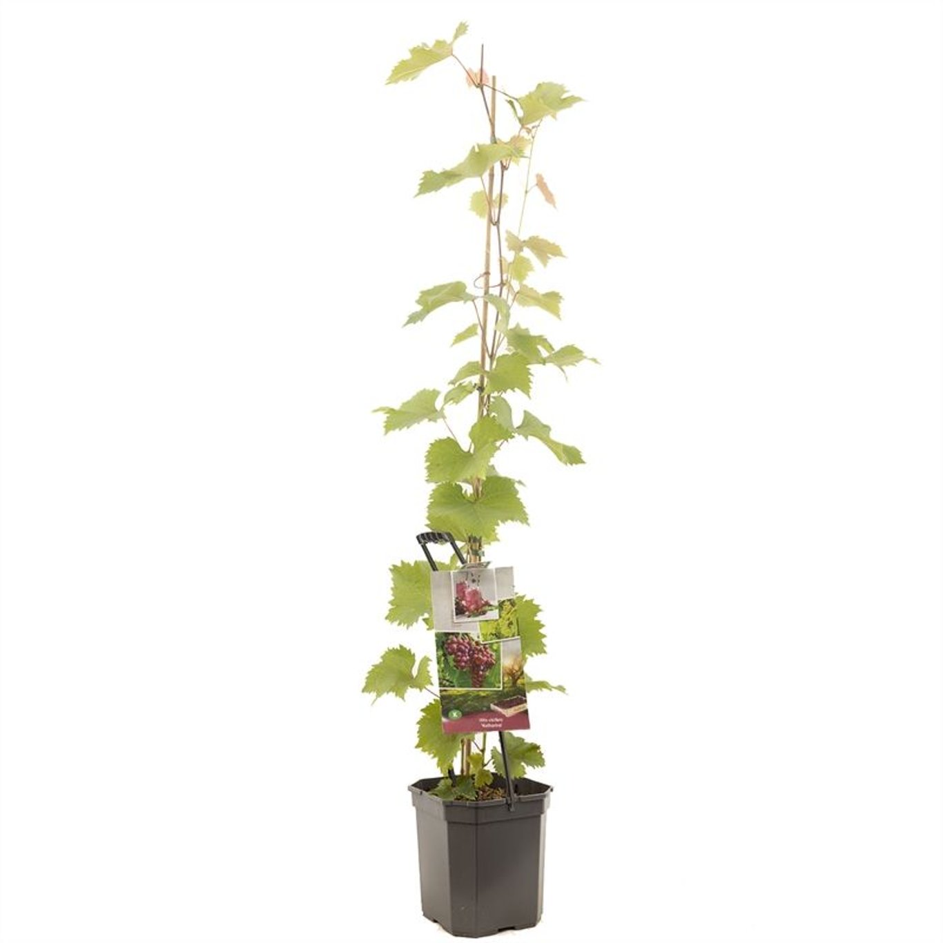 Vinranka – Vitis 'Katharina' - C7,5 125-150 CM