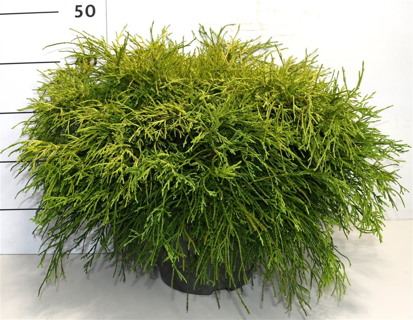 Ädelcypress – Chamaecyparis pisifera 'Sungold' - C7.5 60-70 cm.