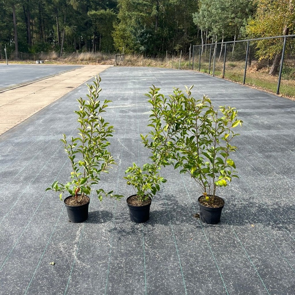 Glansliguster – Ligustrum lucidum 'Green Screen' - C5