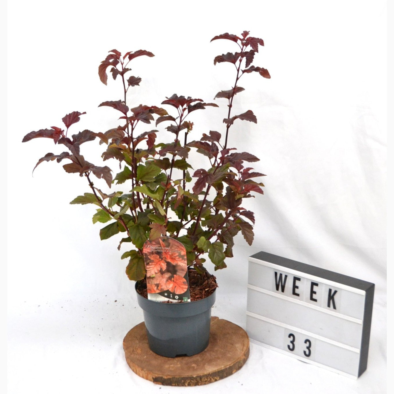 Smällspirea – Physocarpus opulifolius 'Diabolo d'Or'® - C3 20-40 CM