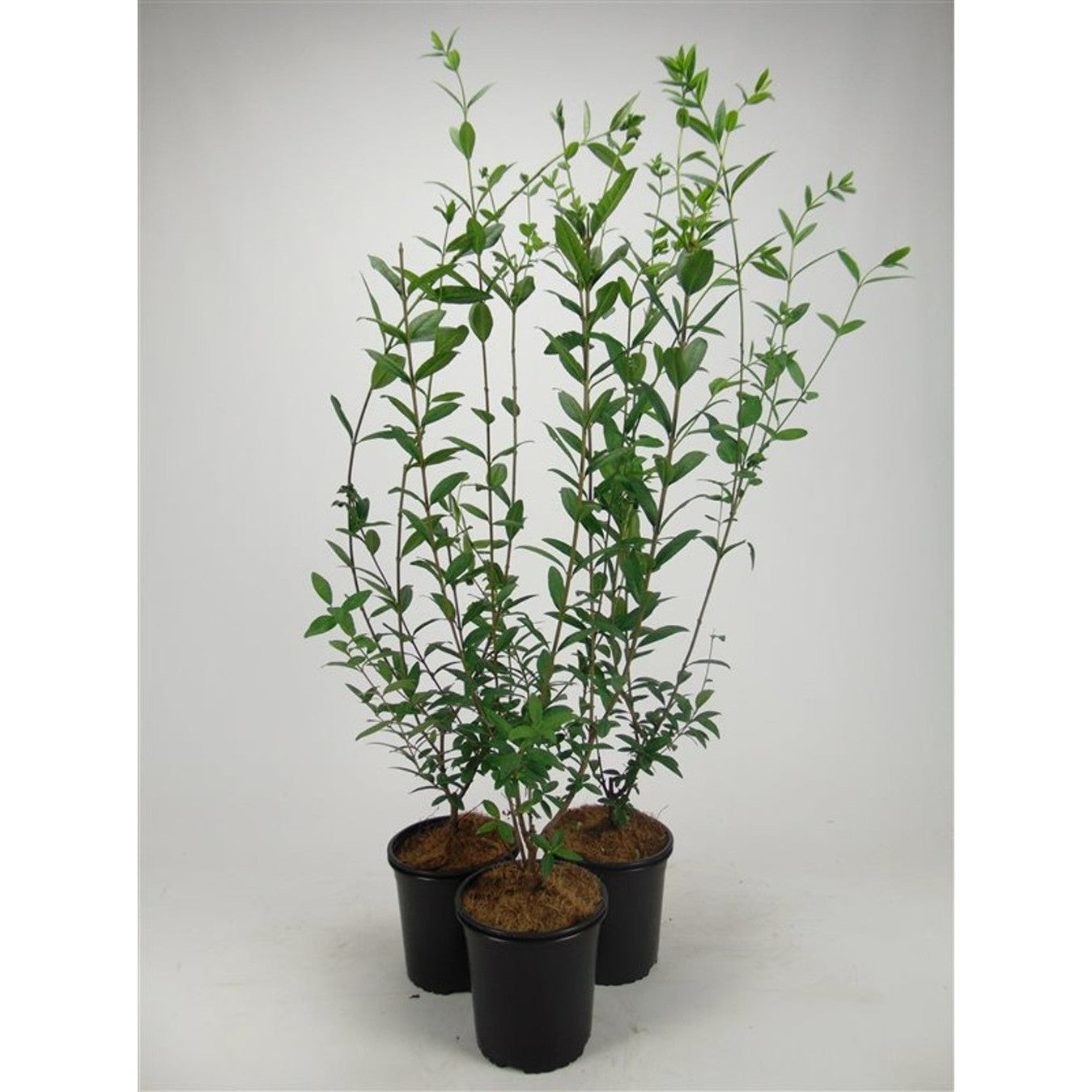 Liguster – Ligustrum vulgare 'Atrovirens' - C2.5 40-60 CM