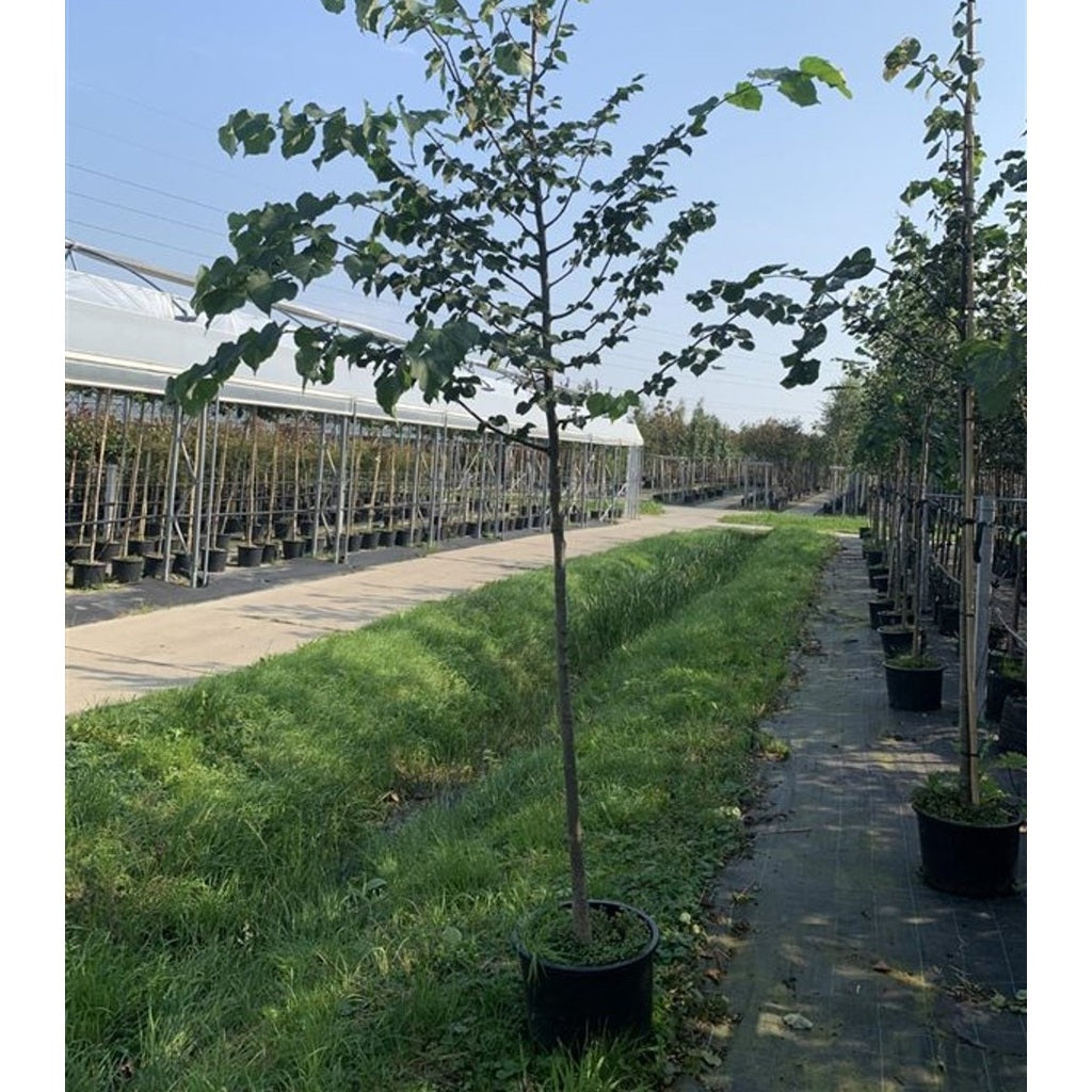 Skogslind – Tilia cordata - 18/20 RB