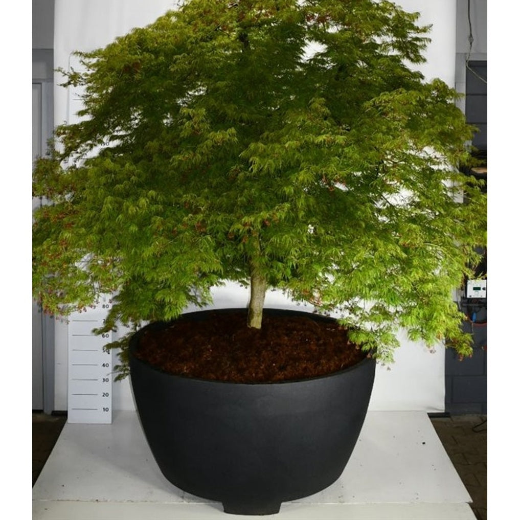 Japansk lönn – Acer palmatum 'Dissectum' - C 1040 Decopot 225-250 cm.