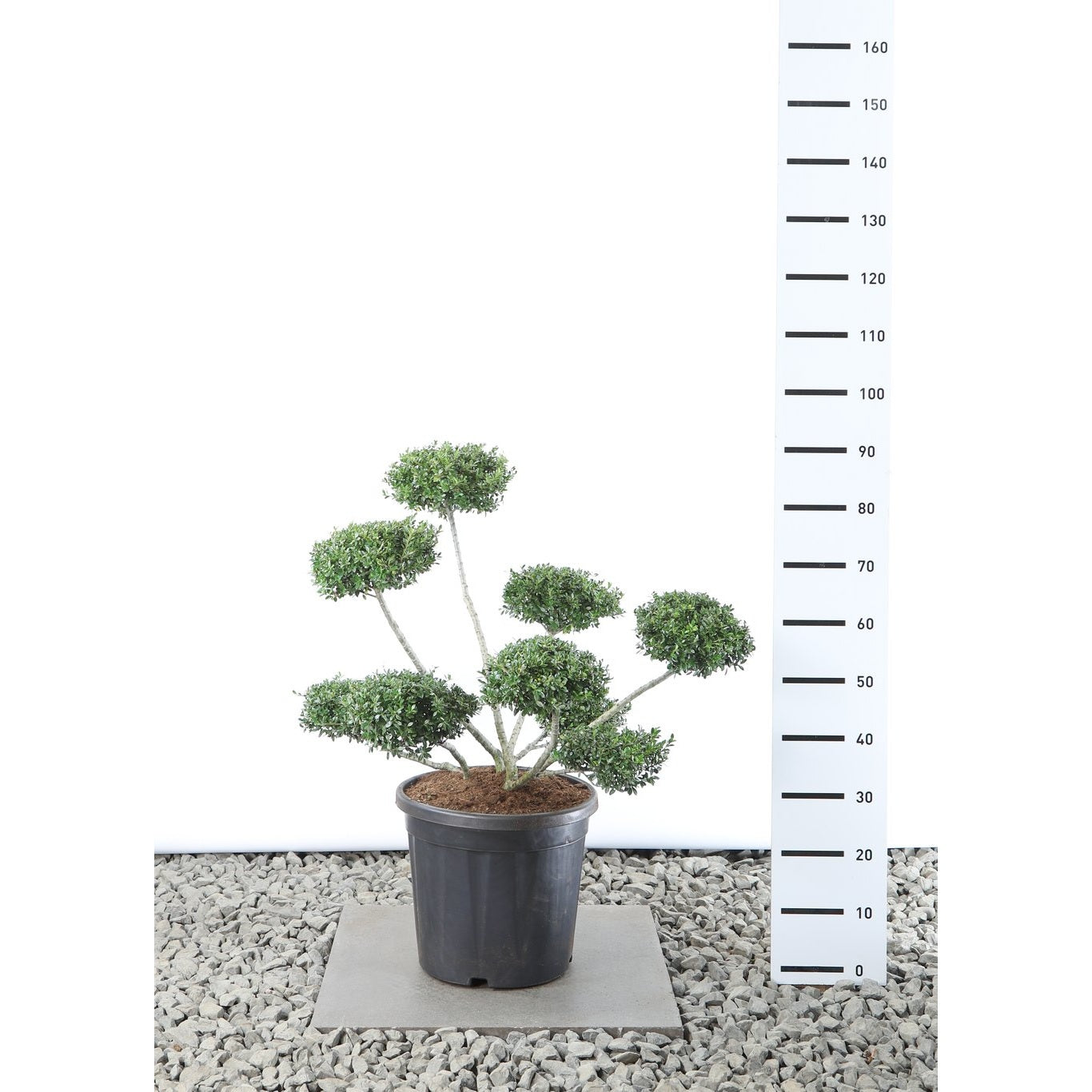 Japansk järnek – Ilex crenata 'Stokes' - 70-80 CM Multiplateau EXTRA in Cont.